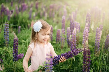 Çiçek açan iki yaşındaki küçük mutlu kız çocuğunun portresi. Mor çiçeklerle dolu tarlada lupinler. Doğada çocuk kavramı. Yaz tatili. Bahar alerjisi mevsimi. Çocukluk