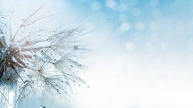 Makro doğa soyut arka plan. Karahindiba tohumlu makronun üzerine çiy damlaları düşer. yumuşak arka plan. Su paraşüt karahindiba üzerine düşer. Uzayı kopyala Su damlacıklarına odaklanın. dairesel şekil