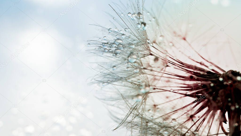 Macro nature abstract background. Beautiful dew drops on dandelion seed macro. soft background. Water drops on parachutes dandelion. Copy space. soft selective focus on water droplets. circular shape