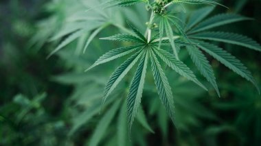Marihuana bitkisinin yakın çekimi. İlaç için kenevir yeşili yaprak. Arkaplan
