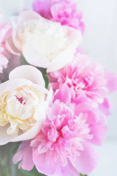 Minimalistisk Bakgrund Med Friska Ljusa Blommande Pioner Blommor Makro Närbild — Stockfoto