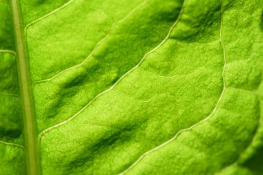 Yaprak damarlarının aşırı yakın dokusu. Taze yeşil yaprak. Arka planda fotokopi alanı olan güneş ışığı doğal yeşil bitkiler manzara, ekoloji, yeni duvar kağıdı konsepti. makro