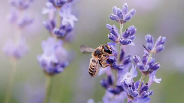 Ape Impollina Fiori Lavanda Decadimento Vegetale Con Insetti Lavanda Soleggiata — Foto Stock