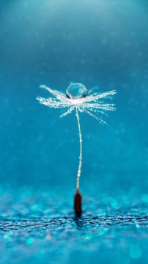 Makro doğa. Karahindiba tohumlu makronun üzerine çiy damlaları düşer. Güzel, yumuşak bir arka plan. Su paraşüt karahindiba üzerine düşer. Uzayı kopyala Su damlacıklarına odaklanın. dairesel şekil, soyut arkaplan