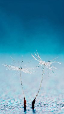 Mavi arka planda karahindiba. Dilek Özgürlüğü. Karahindiba silueti gökyüzünde kabarık bir çiçek. Tohum makrosu yakın plan. Yumuşak odaklanma. Hoşça kal Summer. Umut ve rüya kavramı. Kırılganlık. İlkbahar.