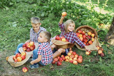 Elma toplama. Mutlu çocuklar sonbaharda meyve bahçesinde elma topluyor. Organik Elma yemek. Hasat Çiftliği Konsepti. Bahçe, Sonbahar mevsimi yaşam tarzı. Ev yapımı organik taze vitaminler..