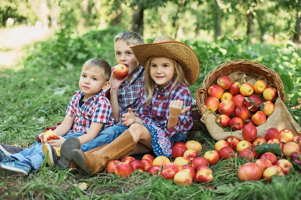 Děti Jablkem Apple Orchard Dítě Pojídající Organické Jablko Sadu Koncept Royalty Free Stock Fotografie