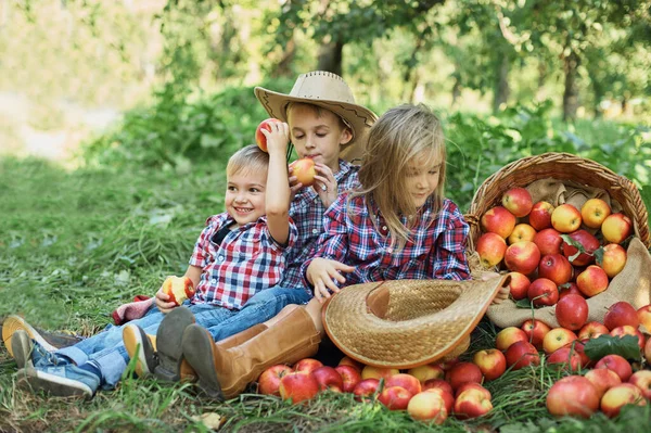 Enfants Avec Des Pommes Dans Verger Pommes Manger Des Pommes Photo De Stock