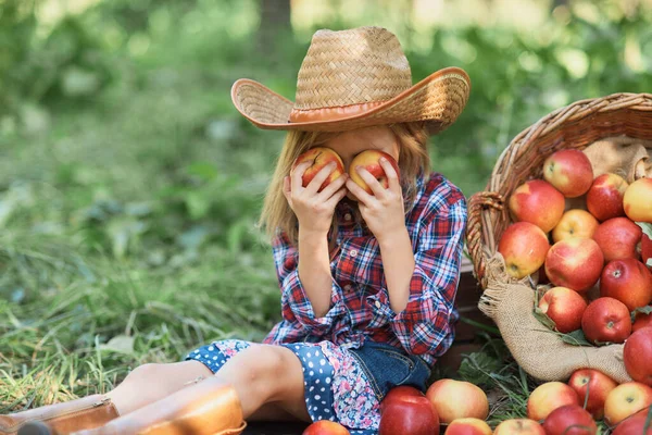 Дитина Збирає Яблука Фермі Восени Маленька Дівчинка Грає Дерев Яному Стокове Зображення