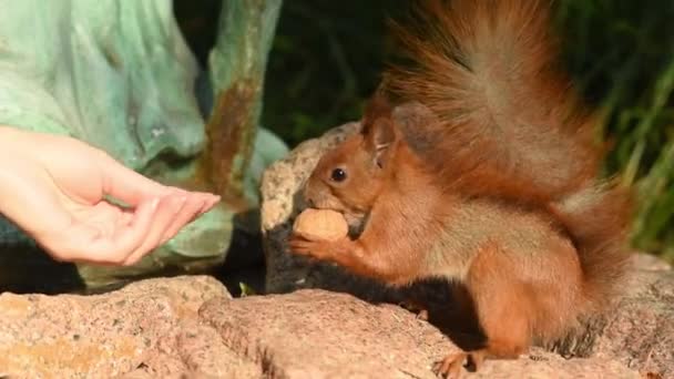 Αστείο κόκκινο σκίουρος άλμα σε δέντρο στο πάρκο και ζητά καρυδιά — Αρχείο Βίντεο
