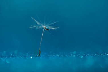 Makro doğa. Karahindiba tohumlu makronun üzerine çiy damlaları düşer. Güzel, yumuşak bir arka plan. Su paraşüt karahindiba üzerine düşer. Uzayı kopyala Su damlacıklarına odaklanın. dairesel şekil, soyut arkaplan