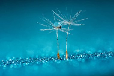 Makro doğa. Karahindiba tohumlu makronun üzerine çiy damlaları düşer. Güzel, yumuşak bir arka plan. Su paraşüt karahindiba üzerine düşer. Uzayı kopyala Su damlacıklarına odaklanın. dairesel şekil, soyut arkaplan