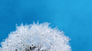 Makro doğa. Karahindiba tohumlu makronun üzerine çiy damlaları düşer. Güzel, yumuşak bir arka plan. Su paraşüt karahindiba üzerine düşer. Uzayı kopyala Su damlacıklarına odaklanın. dairesel şekil, soyut arkaplan