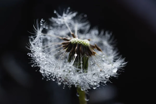 Makronatur Schöne Tautropfen Auf Löwenzahn Makro Schöne Weiche Hintergrund Wassertropfen — Stockfoto