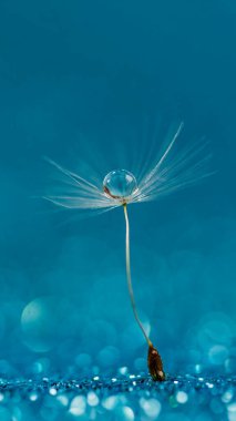 Makro doğa. Karahindiba tohumlu makronun üzerine çiy damlaları düşer. Güzel, yumuşak bir arka plan. Su paraşüt karahindiba üzerine düşer. Uzayı kopyala Su damlacıklarına odaklanın. dairesel şekil, soyut arkaplan