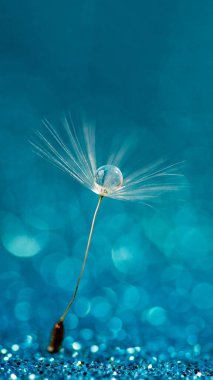 Makro doğa. Karahindiba tohumlu makronun üzerine çiy damlaları düşer. Güzel, yumuşak bir arka plan. Su paraşüt karahindiba üzerine düşer. Uzayı kopyala Su damlacıklarına odaklanın. dairesel şekil, soyut arkaplan