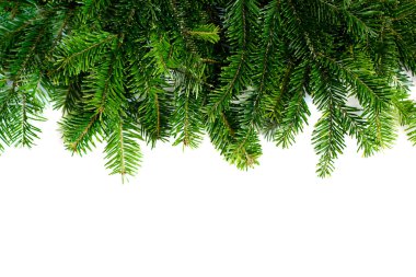 Beyaz arka planda izole edilmiş iğneleri olan yeşil köknar ağacı ladin dalının en üst görüntüsü. Çam dalı. Noel köknarı.