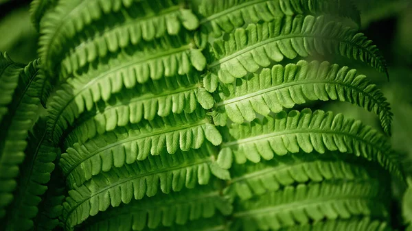 Felce Verde Foglie Petali Sfondo Fogliame Verde Vibrante Foglia Tropicale — Foto Stock