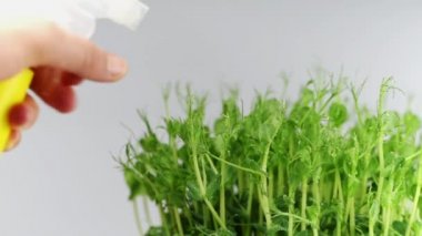 Kadın elleri mikroyeşili suluyor. Mikroyeşillik işi. Tepside mikroçerez yetiştiriyorum. Sağlıklı diyet yemekleri. Yakın çekim, yumuşak odaklanma. Evde tohum yetiştirme. Pencere kenarı bahçesi. Çevre tarımı