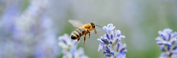 Honey bee pollinates lavender flowers. Plant decay with insects., sunny lavender. Lavender flowers in field. Soft focus, Close-up macro image wit blurred background.