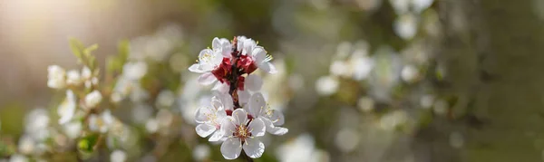 Όμορφο Τοπίο Από Άνθη Βερίκοκου Floral Άνοιξη Αφηρημένο Φόντο Της — Φωτογραφία Αρχείου
