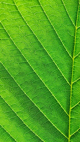 Texture Extrêmement Proche Des Nervures Foliaires Rétro Éclairage Vert Frais — Photo