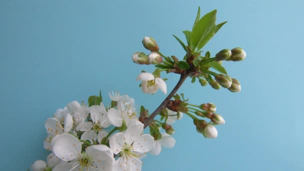 Lapso de tempo de florescer cereja. Bela flor a abrir-se. Timelapse de crescentes cereja flor no fundo azul close-up — Vídeo de Stock