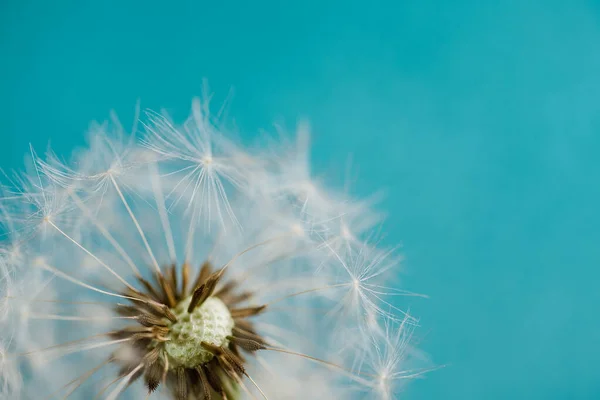 Macro Natuur Paardebloem Blauwe Achtergrond Vrijheid Wensen Paardenbloem Silhouet Pluizige — Stockfoto