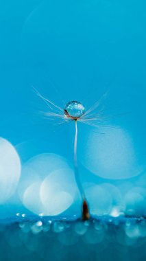 Makro doğa. Karahindiba tohumlu makronun üzerine çiy damlaları düşer. Güzel, yumuşak bir arka plan. Su paraşüt karahindiba üzerine düşer. Uzayı kopyala Su damlacıklarına odaklanın. dairesel şekil, soyut arkaplan