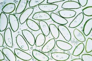 Aloe vera dilimlenmiş mavi yeşil arka planda jöle. İlaç fabrikası. Düz yatıyordu. Üst Manzara. Doğal bitkisel bitki, cilt bakımı, sağlık ve güzellik merkezi konsepti..