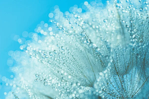 Foto Makro Abstrak Benih Bunga Dandelion Dengan Latar Belakang Tetesan — Stok Foto