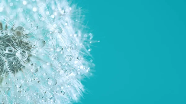 Makro Alam Embun Yang Indah Tetes Pada Tanaman Dandelion Makro — Stok Foto