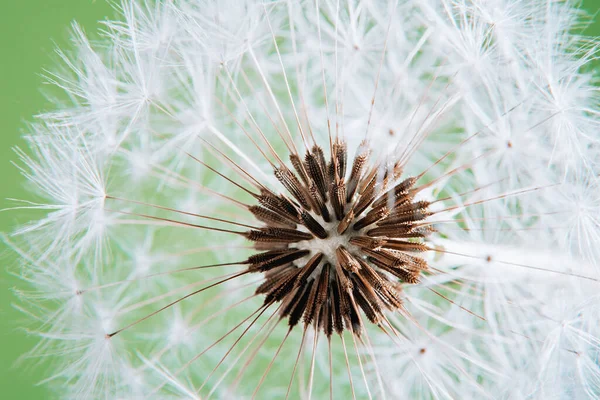 Dandelion Sunset Freedom Wish Dandelion Silhouette Fluffy Flower Sunset Sky — Stock Photo, Image