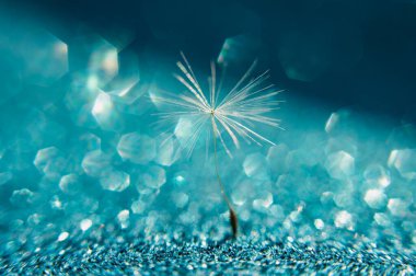 Mavi arka planda karahindiba. Dilek Özgürlüğü. Karahindiba silueti gökyüzünde kabarık bir çiçek. Tohum makrosu yakın plan. Yumuşak odaklanma. Hoşça kal Summer. Umut ve rüya kavramı. Kırılganlık. İlkbahar.