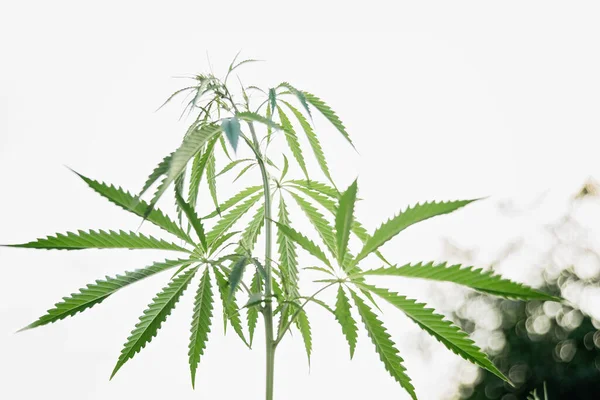 Imagem Perto Planta Maconha Folha Verde Cannabis Para Medicina Contexto — Fotografia de Stock