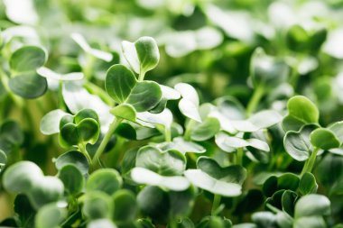 mikroyeşil bitki örtüsü. 6 günlük turpun yakın çekimi. Evde tohum yetiştirme. Vejetaryen ve sağlıklı beslenme konsepti. Yüksek kaliteli organik bitki tohumundan filizlenmiş turp..