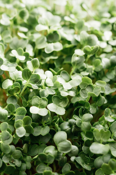microgreen Foliage Background. Close-up of radish 6 days microgreens. Seed Germination at home. Vegan and healthy eating concept. Sprouted radish germinated from high quality organic plant seed.