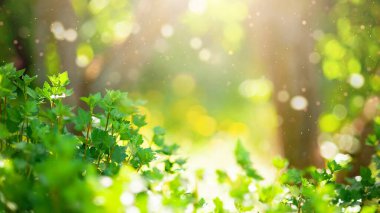 Bulanık yeşil arkaplandaki yeşil yaprağın fotokopi alanı ile yakın doğa görüntüsü. Bahar arkaplanı doğal yeşil bitkiler manzara, ekoloji, taze konsept. seçici odak