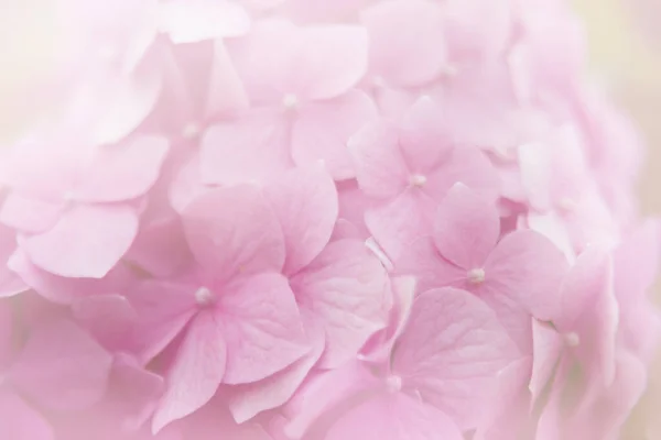 Romantis Lembut Dan Indah Pola Bunga Hidrangea Merah Muda Latar — Stok Foto