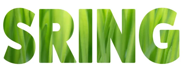 Слово Spring Текстури Зеленої Трави Білому Тлі Весняна Концепція Пласка — стокове фото