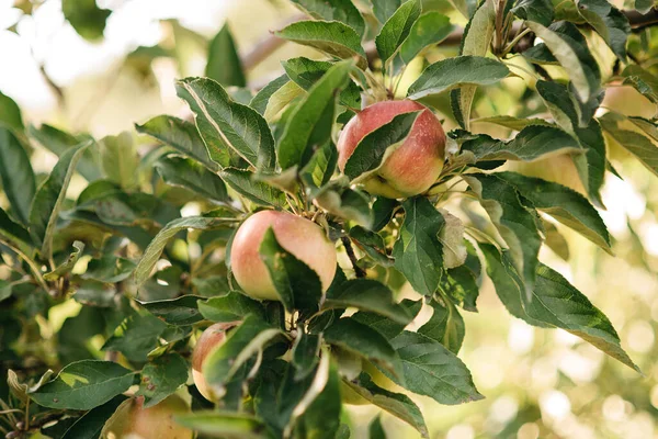 Bahçedeki Ağaçtaki Kırmızı Elmalar Elma Hasatı Meyve Bahçesindeki Organik Elmayı — Stok fotoğraf