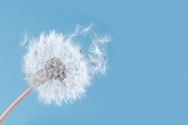 Natura Macro Păpădie Fundalul Cerului Libertatea Dori Silueta Păpăpădie Floare — Fotografie, imagine de stoc