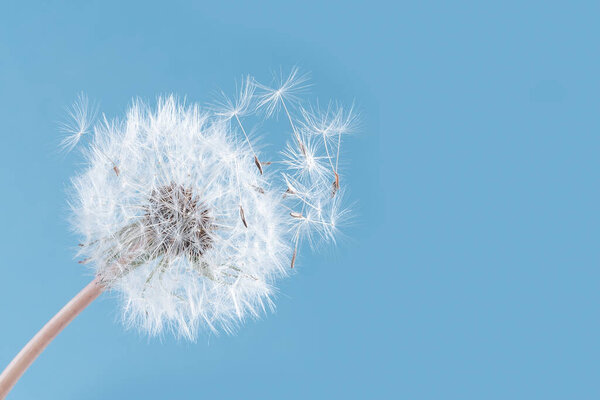 Макроприрода. одуванчик на фоне неба. Свобода желаний. Силуэт одуванчика пушистый цветок. Семенной макро крупный план. Мягкий фокус Прощай Саммер. Концепция надежд и мечтаний. Хрупкость. Весна.