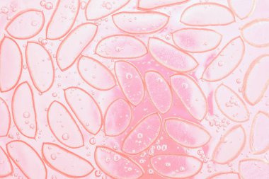 Pembe mercan tonlu arka planda jöleli Aloe vera dilimi. İlaç fabrikası. Düz yatıyordu. Üst Manzara. Doğal bitkisel bitki, cilt bakımı, sağlık ve güzellik merkezi konsepti..