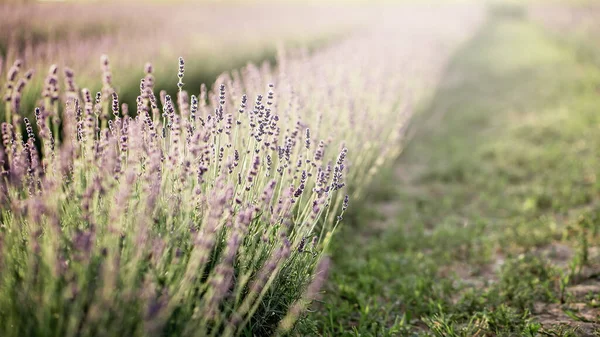 Lavendel Blommor Lavendel Fält Sommarlila Lavendelfält Mjuk Fokus Fältet För — Stockfoto