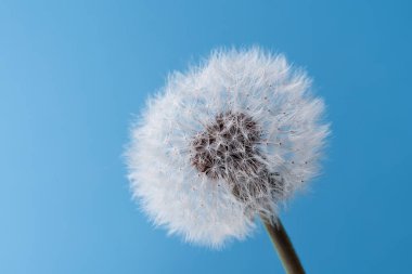 Makro doğa. Arka planda karahindiba. Dilek Özgürlüğü. Karahindiba silueti kabarık çiçek. Tohum makrosu yakın plan. Yumuşak odaklanma. Hoşça kal Summer. Umut ve rüya kavramı. Kırılganlık. İlkbahar.
