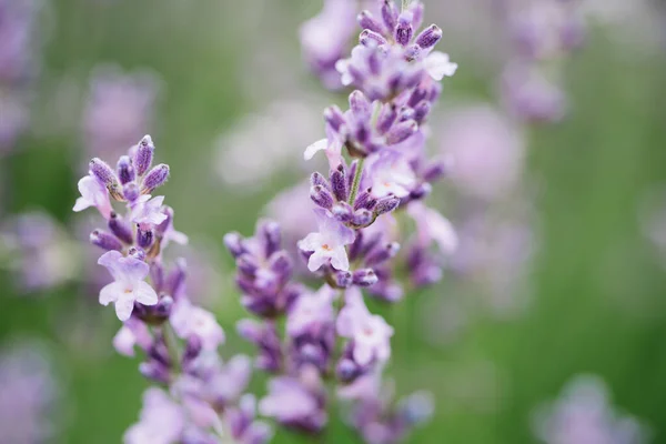 Närbild Makro Bild Lavendel Blommor Växtförfall Med Insekter Solig Lavendel — Stockfoto