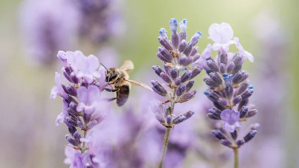 Lebah Madu Menyerbuki Bunga Lavender Tanaman Membusuk Dengan Serangga Lavender — Stok Foto
