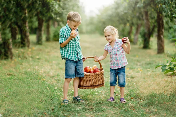 Семья Собирает Яблоки Ферме Осенью Дети Играют Саду Деревьях Милая — стоковое фото