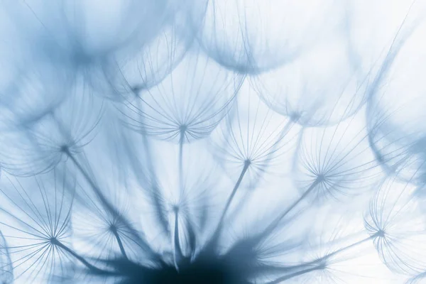 Dandelion Saat Matahari Terbenam Kebebasan Untuk Berharap Siluet Dandelion Bunga — Stok Foto